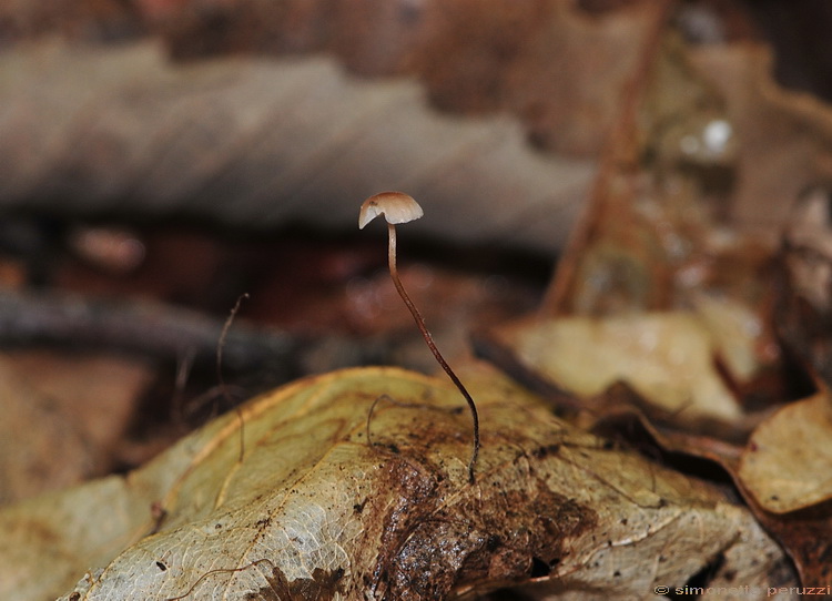 I primi di stagione...